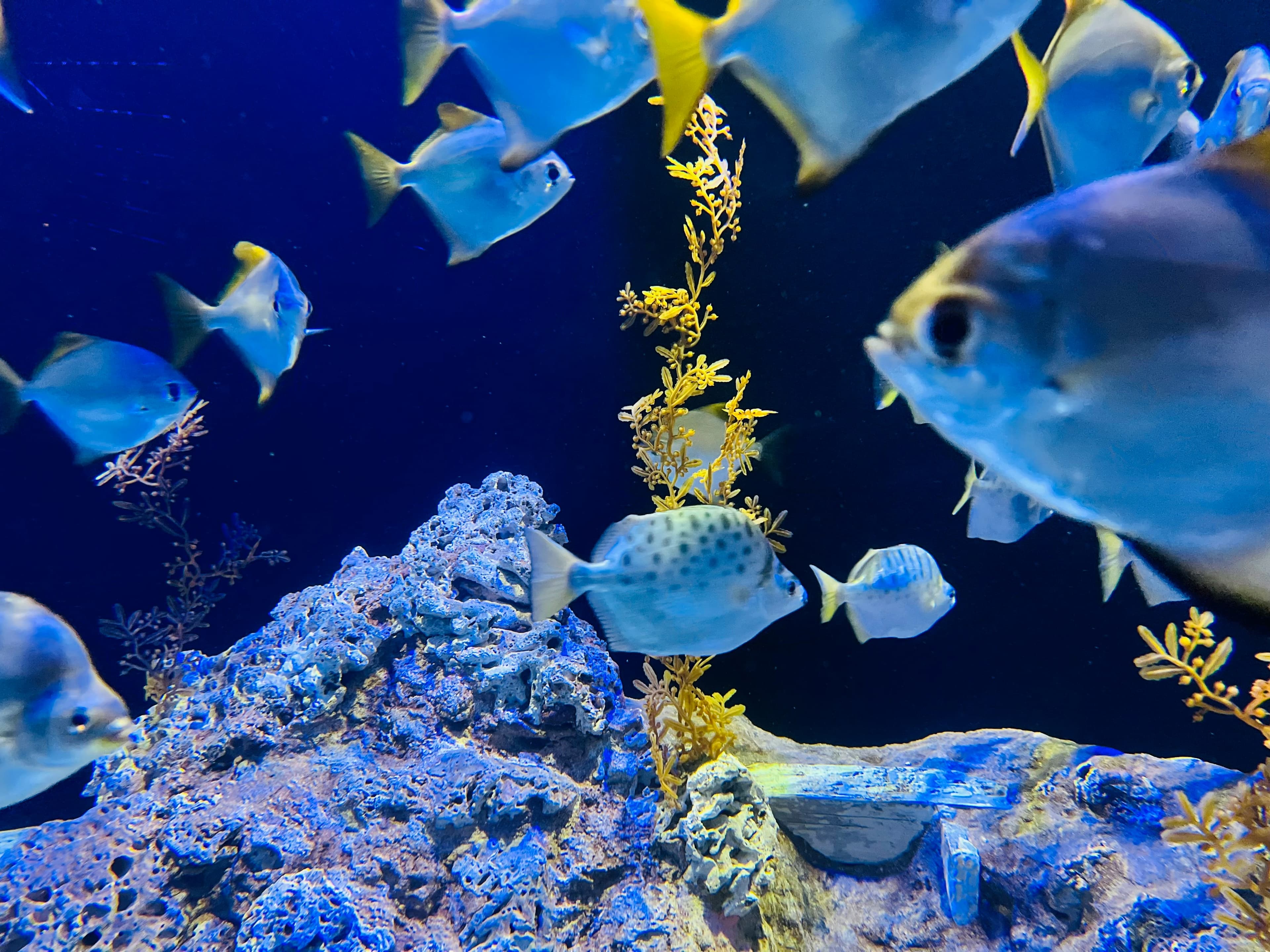 シー・アクアリウム(水族館)